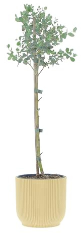 KENTIS - Eucalyptus Gunnii - Alberello Eucalipto - Piante Vere da Esterno Resistenti - Pianta da Giardino Antizanzara - H 40-50 cm Vaso Ø 15 cm