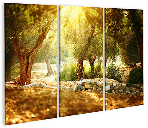 islandburner Prime Bild auf Leinwand Olivenbäume Garten. Mediterraner Olivenhain mit altem Olivenbaum Wandbild Leinwandbild Kunstdruck Post