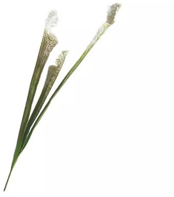 SLOKFV5 Flores 24.4'' Artificial Carnivorous Pitcher Green Plant Stems 2pcs Fake Carnivorous Flowers Green Luxurious Faux Pitcher Plant For Home Wedding Vase Decor Office Restaurant