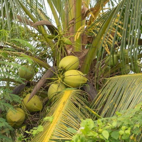 semi di palma da cocco, Cocos nucifera, vecchie varietà frutteto esotici semi di resistenti per il giardino 40pcs