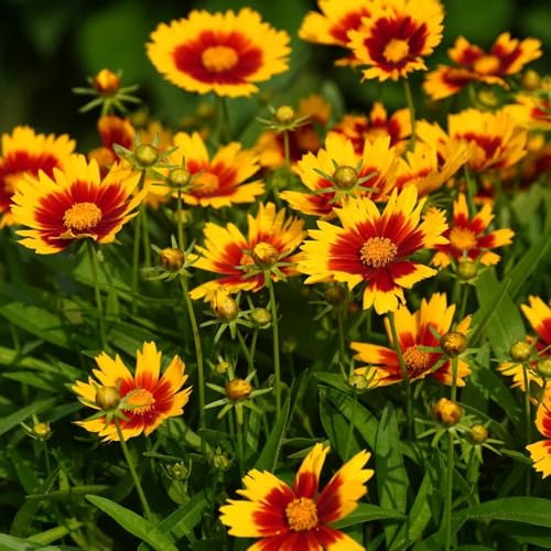 Kokardenblume, geschenke für gärtner gartendeko für draußen blumendeko stauden winterhart mehrjährig schmetterlingswiese steingartenpflanzen winterhart wildblumensamen 100Samen