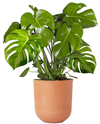 40-50cm Zimmerpflanze im Topf | Monstera Deliciosa Fensterblatt