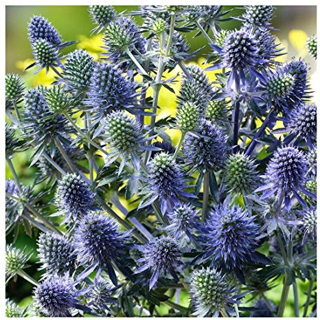 3 x Eryngium planum 'Blue Hobbit' (Stauden/Staude/Mehrjährig/Winterhart) Blaue Edeldistel/Mannstreu - sehr Insekten- und Bienenfreundlich - tolle stahlblaue Färbung - von Stauden Gänge