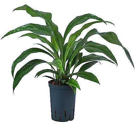 Dehner Blattanthurie Jungle King, in Hydrokultur, ca. 45 cm, Ø Topf 15 cm | Anthurium ellipticum, inkl. Wasserstandsanzeiger, tropische Zimmerpflanze, für halbschattige und luftfeuchte Standorte