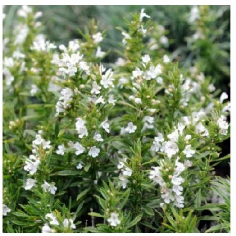 Winter Savory/Satureja Montana/Culinary Herb/Garden Plant/Hardy Perennial / 500 Seeds
