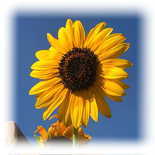 500g Giant Sunflower Seeds for Schools Clubs Bulk or Wholesale Ideal Plant for Children…