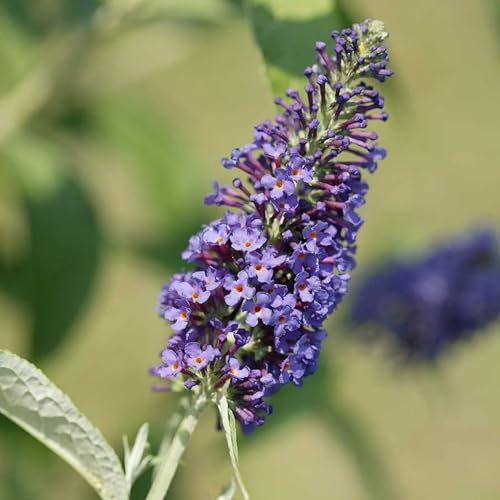 Pianta vera di Buddleja davidii Empire Blue - Diametro Vaso Ø 24 cm