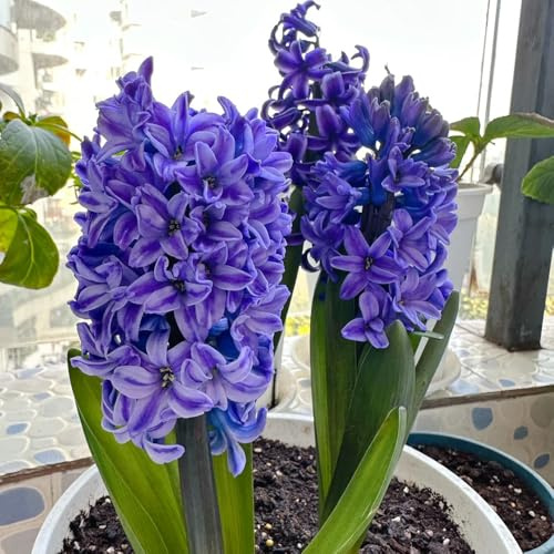 Hyazinthen, stauden winterhart mehrjährig Hyacinthus orientalis, winterfeste für balkon kübelpflanzen exotische 5Zwiebeln