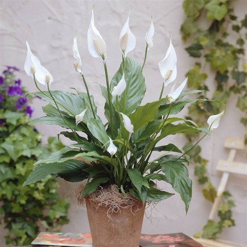 Einblatt Spathiphyllum Chopin - 2 pflanzen