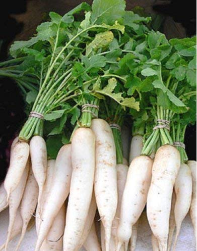 Fresco Bianco Spear Ravanello Daikon Miyashige - 500 Semi - Saporito - radici sane e Verdi