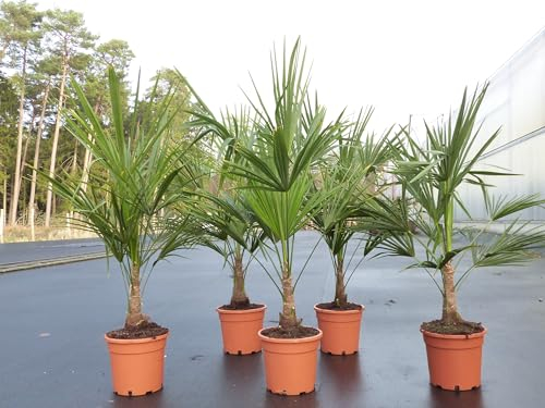 gruenwaren jakubik Trachycarpus fortunei 130-160 cm Palme Hanfpalme, winterhart bis -18°C