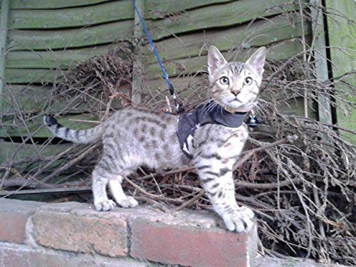 Mynwood Cat Jacke/Geschirre graue Leopard Pelz Erwachsene Katze ausbruchsicher
