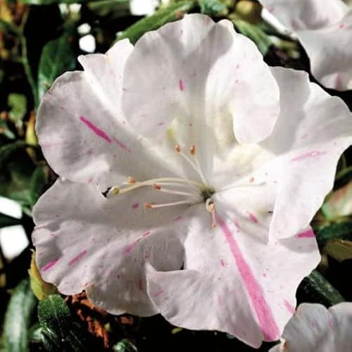 Vivai le Georgiche - Pianta vera di Azalea Encore Starlite Serie Encore® Rododendro 'Roblem' - vaso Ø 18 cm - altezza alla vendita 20-30 cm