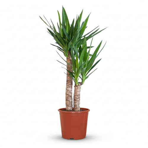 Green boutiQ - Plante d'intérieur - Yucca (Lis palmier) - Yucca Elephantipes - Vert - Entretien facile - 1 Plante - Pot 21cm - Hauteur 80-95cm