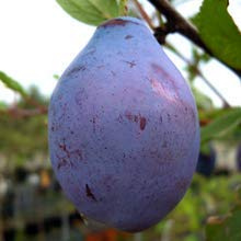 Pianta di susine Albero susino Stanley - Imballaggio speciale protettivo