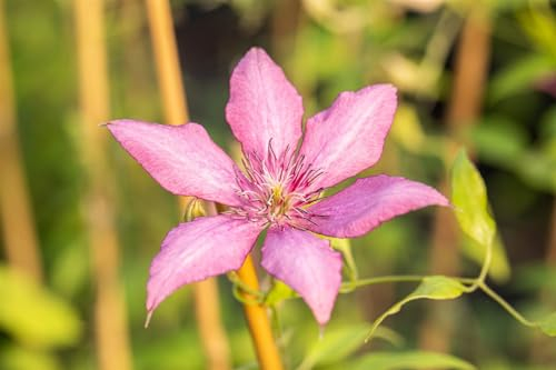 Clematis Hybride 'Giselle' 60–100 cm – Winterhart, Mehrjährig, Pflegeleicht – Waldrebe – Kletterpflanze für Pergola & Rankhilfe
