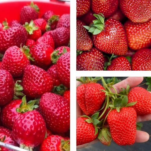 GrunerGarten Erdbeerpflanzen 10 Stück, Erdbeeren zum Auspflanzen Typ ‘San Andreas’, Pflanzen Mehrjährig und Immertragende, Frosttolerante Erdbeeren, Pflanze Frigo, Strawberries Seedling
