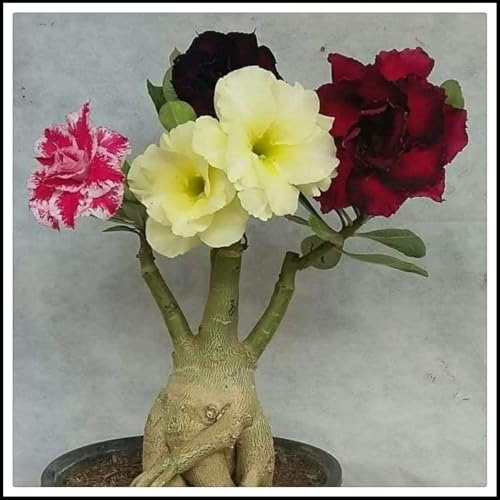 Bulbo rosa del desierto.Flores perennes resistentes.Rosa del desierto planta natural.Adenium obesum planta.A granel（NVNJHJN）.-1 bulbos-A