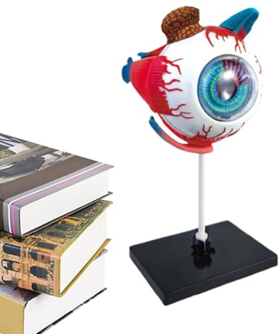 Modelo anatómico del ,Modelo de estructura ocular desmontable | Ayuda de enseñanza para la educación científica Educación de la salud,material visual para consultorios médicos cuidado de la salud