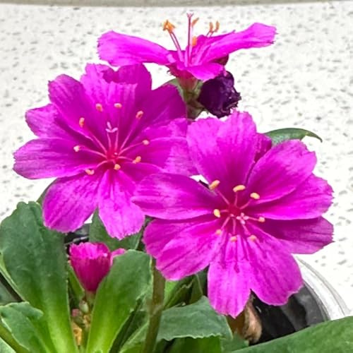 Porzellanröschen schmetterlingsflieder wildblumensamen herbstaussaat wohnzimmer deko schnittblumen Lewisia cotyledon dachbegrünung indoor kräutergarten hochbeet balkon 600samen