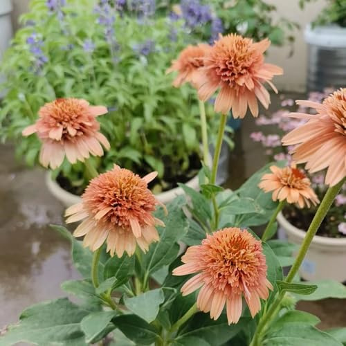 semi di echinacea, resistente - giardino, interno esotiche 300pcs