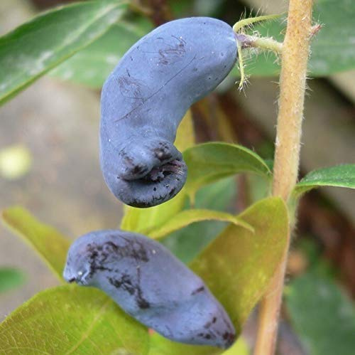 Sibirische Blaubeere Eisbär (R) Lonicera kamtschatica reich an Vitamin C 40-60 cm im 3 Liter Topf