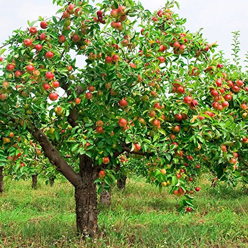 Mela Fuji, Malus Pumila Fuji, albero 20 semi (resistente, veloce)