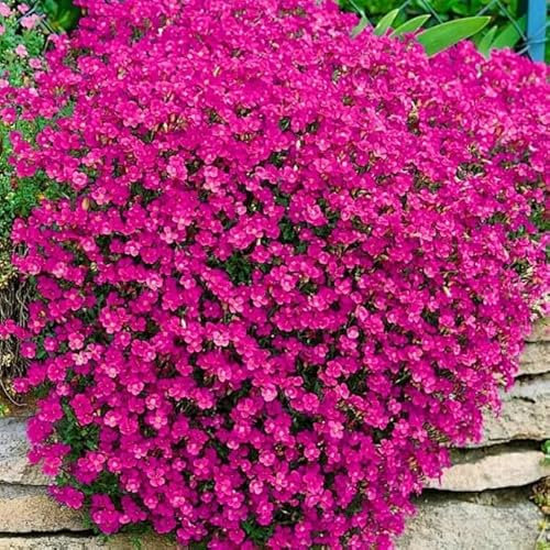 Rock Cress Red - 300 Seeds + freebie + Plant tag (Aubrieta Cultorum)