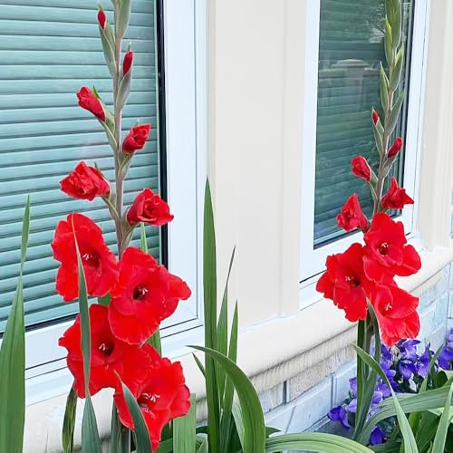 gladioli giardino riverdimento tetti primavera resistenti balcone serraio bonsai interni giardino bulbi inizio 12pcs