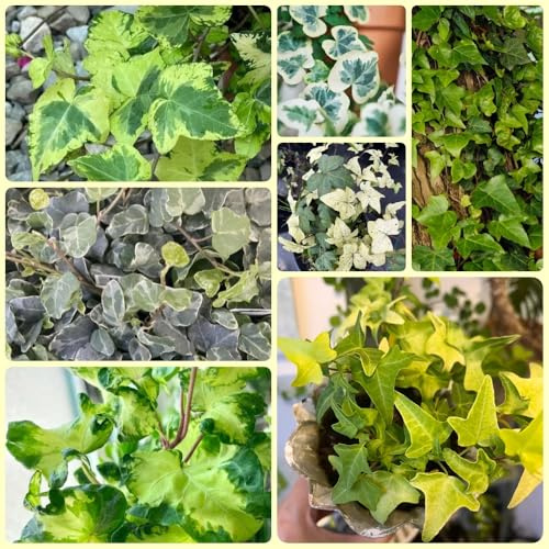 Semi di edera a crescita rapida regali per giardinieri Semi di edera verde, rampicanti, pendenti semi di esotiche 100pcs