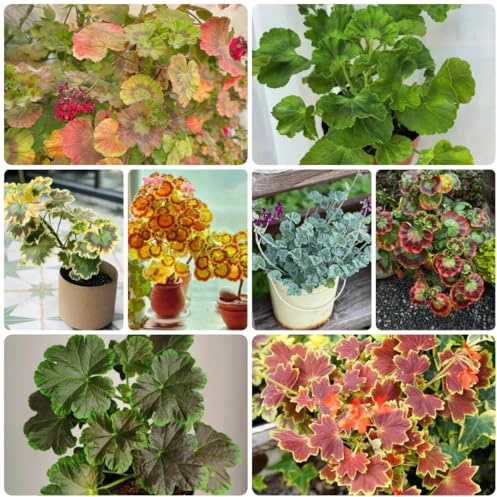 Geranios colgantes - Pelargonium - semillas de silvestres de sombra balcón, inusuales ornamentales lugares soleados. Decoraciones otoñales 100semillas