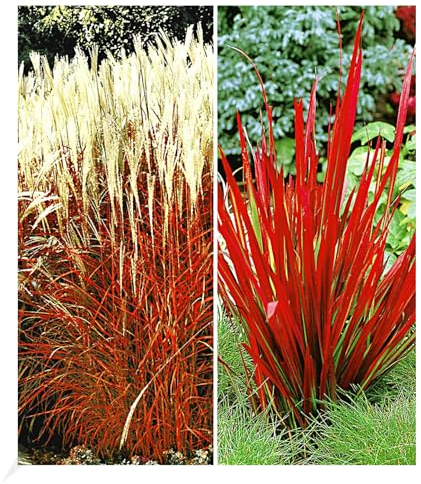 BALDUR Garten Rote Gräser-Kollektion, 4 Pflanzen Ziergras Indian Summer Chinaschilf und Ziergras Red Baron Imperata cylindrica, winterharte Stauden, mehrjährig, blühend