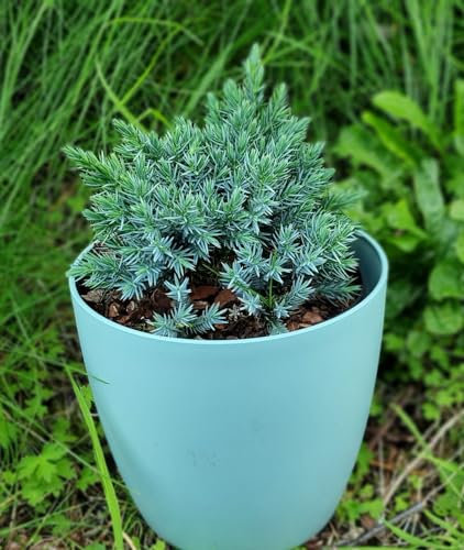 Juniperus squamata Blue Star Dwarf Conifers (1 Pack) 2ltr Pot
