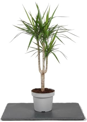 DECOALIVE Drácena Dracaena Marginata Ø de 11 cm Planta de Interior para Regalar con Presencia Vertical