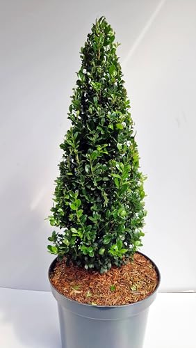 japanische Hülse Ilex crenata Glorie Dwarf -R- Kegel 50-60 cm Durchmesser im 10 Liter Pflanzcontainer
