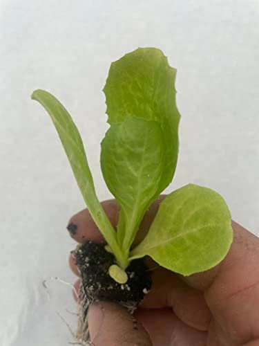 Endive Lettuce Plug Plants Grow Your Own Salads (3)