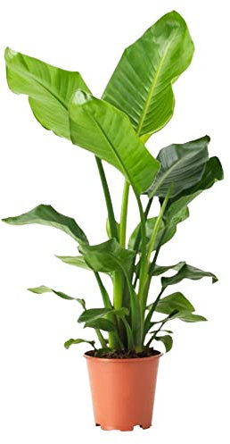Vivai Lavermicocca Strelizia Nicolai Augusta ø24 h. 80 cm uccello del paradiso banano pianta da esterno, pianta da interno