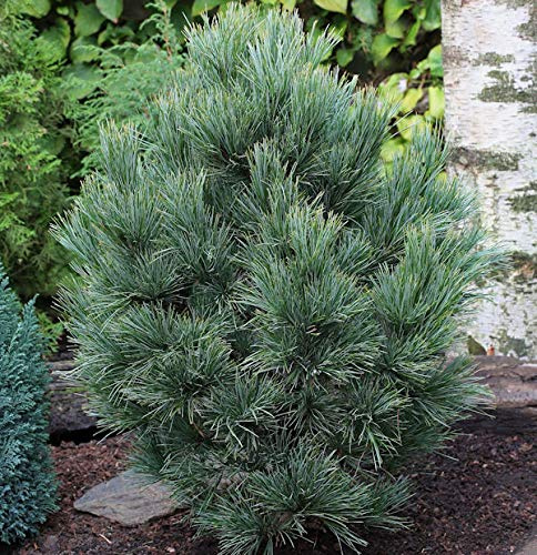 Zirbelkiefer 40-50cm - Pinus cembra - lebende Gartenpflanze aus den Baumschulen