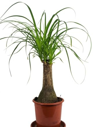 Nolina Elefantenfuß – Prachtexemplar - kräftige Pflanze - Höhe ca. 65 cm