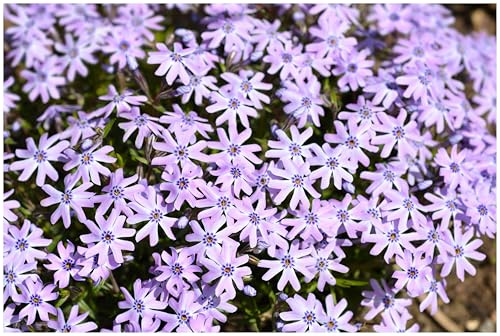 Stauden Gänge 1 x Phlox subulata 'Fabulous Blue Violet' (Winterhart/Staude/Bodendecker/Mehrjährig/Stauden/Immergrün) Blauer Polster-Phlox - Ein Teppich in magischem Blauviolett - Trittfest