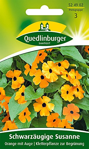 Schwarzäugige Susanne, Orange mit Auge