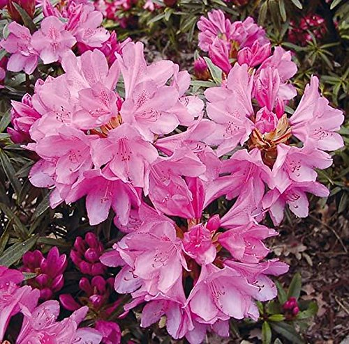 Rhododendron Graziella 25-30cm - Rhododendron ponticum - lebende Gartenpflanze aus den Baumschulen