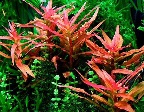 Ammannia Gracilis x2 Bunch - Live aquarium plant