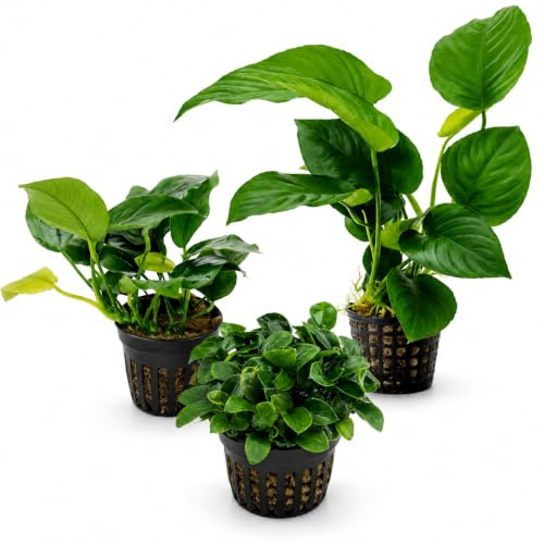 AquaBreedingSkill Anubias Aquarium Pflanzen Set 3 Stück – echte Wasserpflanzen für Aquarium, Aquariumpflanzen echt für alle Aquarienbereiche, pflegeleichte Aquarium Pflanze für Aquascaping