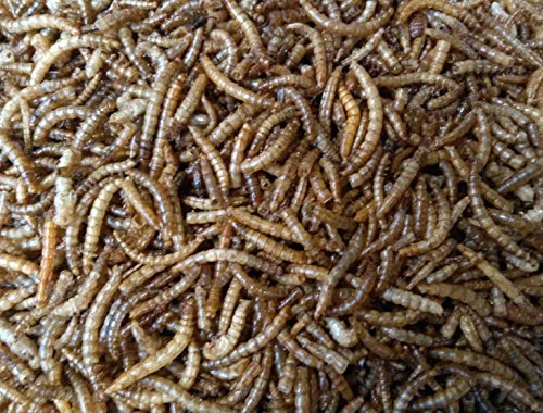 Vers de farine 5KG - Nourriture pour oiseaux d'extérieur