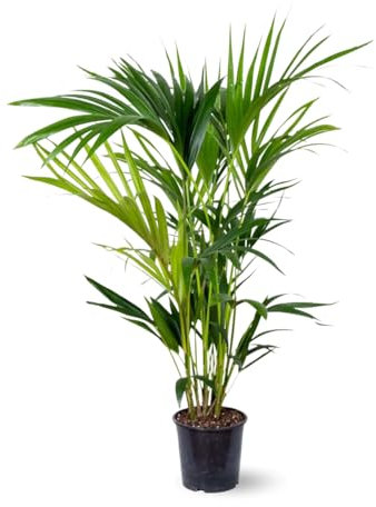 Attitude Jardin - Kentia - palmier - purificateur d'air - 80-90 cm - ⌀ 18 cm - plante d'intérieur - howea forsterian