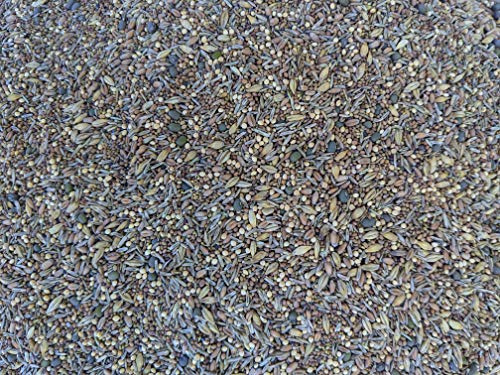 No-Till Solutions Premium Chicken Poultry Pasture Forage and Fodder Seeds (1-lb. Bag) - [33% Each: Clovers, Supplemental, Grains]
