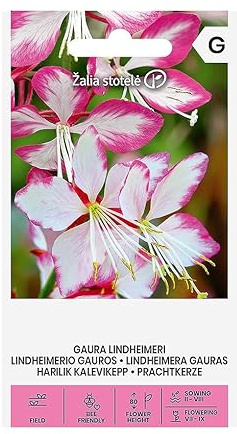 Zalia Stotele | Magnifiques graines de bougies | Graines de fleurs | Planter des graines | Plante vivace annuelle à feuilles caduques avec de petites fleurs en forme de coupe | 1 paquet