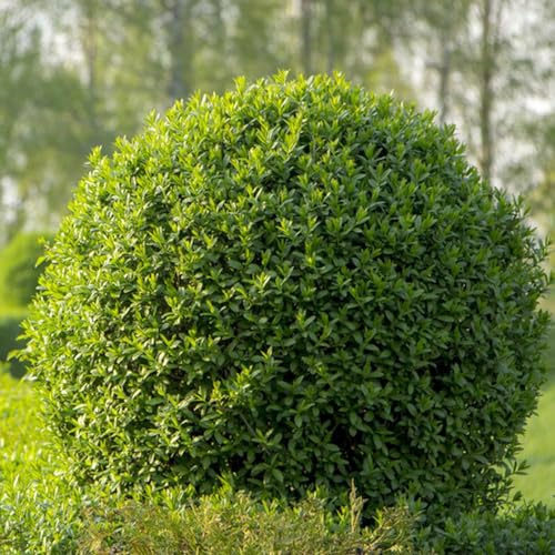 semi di ligustro sempreverde - perenni resistenti esterno decorazione giardino 100pcs