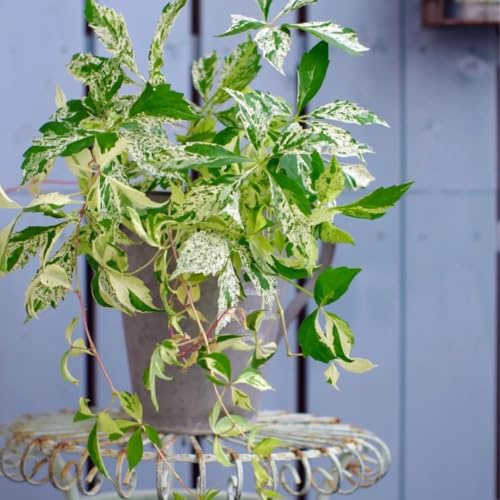 Parthenocissus quinquefolia - esotiche interno in vaso varietà 125semi